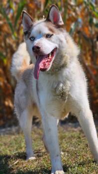 Rescue Siberian Husky and Pomeranian Dogs for Adoption in Huntington, Indiana - Max | PetCurious