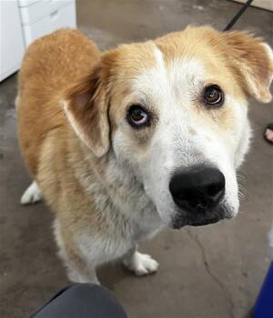 ELFIE -  Mixed Breed Dog for Adoption in Dallas, Texas - ELFIE | PetCurious