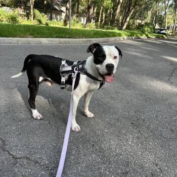 Clint -  Mixed Breed Dog for Adoption in Gainesville, Florida - Clint | PetCurious