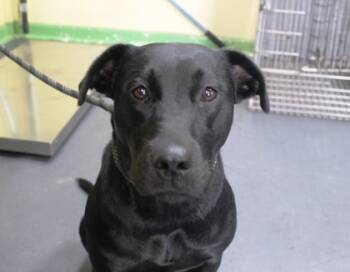 Rescue Labrador Retriever and Mixed Breed Dogs for Adoption in Picayune, Mississippi - Remi | PetCurious