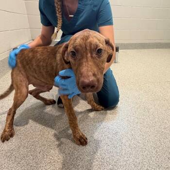 Taco -  Black Mouth Cur and Mixed Breed Dog for Adoption in Englewood, Florida - Taco | PetCurious