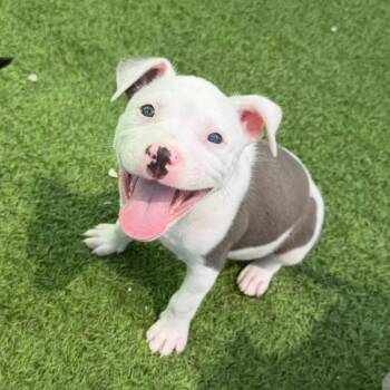 Juniper 7374 -  Mixed Breed Dog for Adoption in Loxahatchee Groves, Florida - Juniper 7374 | PetCurious