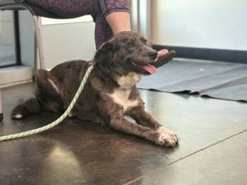 Gracie -  Mixed Breed Dog for Adoption in Memphis, Tennessee - Gracie | PetCurious