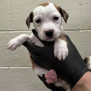 RAMI -  Pit Bull Terrier and Mixed Breed Dog for Adoption in Thousand Palms, California - RAMI | PetCurious