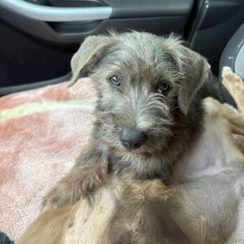 Terrier Dogs Available for Adoption in Harlingen, Texas - Louis | PetCurious