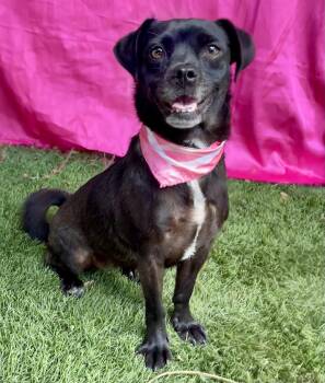 FAITH -  Pug Dog for Adoption in Rowland Heights, California - FAITH | PetCurious