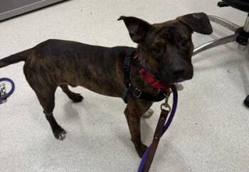 Munch -  Plott Hound and Mixed Breed Dog for Adoption in Honolulu, Hawaii - Munch | PetCurious
