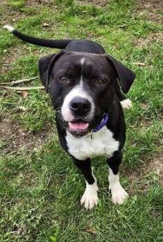 DUKE -  Boxer and American Bully Dog for Adoption in Reed City, Michigan - DUKE | PetCurious