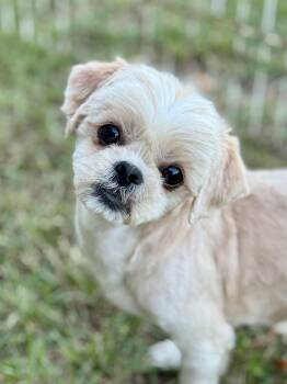 Butter -  Shih Tzu Dog for Adoption in Lucedale, Mississippi - Butter | PetCurious