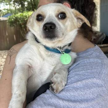 Dezi -  Mixed Breed Dog for Adoption in Decatur, Georgia - Dezi | PetCurious