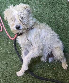 Rescue West Highland White Terrier Westie and Maltipoo Dogs for Adoption in San Marcos, California - Foster Or Adopter In Calm Home Needed For Partially Blind Boy | PetCurious