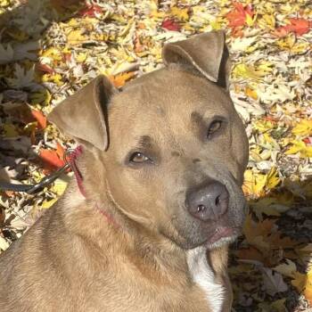 Rescue Pit Bull Terrier Dogs for Adoption in Kittanning, Pennsylvania - Riley | PetCurious