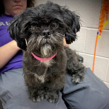 Shih Tzu and Mixed Breed Dogs Available for Adoption in Ardmore, Oklahoma - Terri | PetCurious