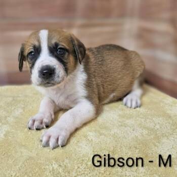 Hound and Retriever Dogs Available for Adoption - Gibson | PetCurious