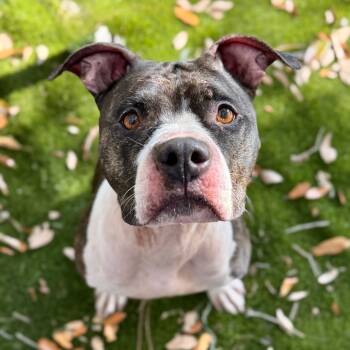 Rescue Mixed Breed Dogs for Adoption in Milton, Florida - Betsy | PetCurious