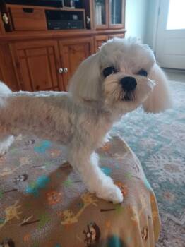 Romeo -  Maltese Dog for Adoption in Maitland, Florida - Romeo | PetCurious