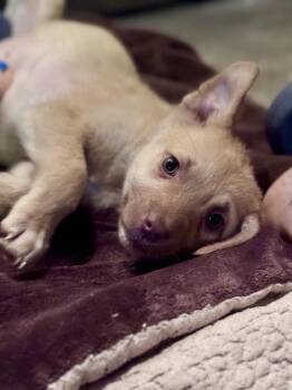 Mixed Breed Dogs Available for Adoption - Kelsea | PetCurious