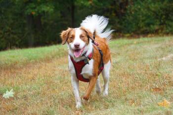 Ivy -  Australian Shepherd Dog for Adoption in Winthrop, Massachusetts - Ivy | PetCurious