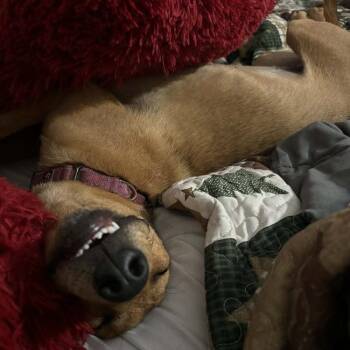 Kris (Nola Bean) -  Retriever and Mixed Breed Dog for Adoption in Pinellas Park, Florida - Kris (Nola Bean) | PetCurious