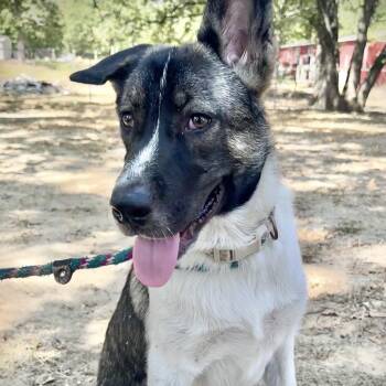 Lucky -  Akita Dog for Adoption in Krum, Texas - Lucky | PetCurious
