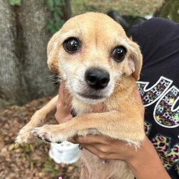 Evangelina -  Chihuahua Dog for Adoption in Tampa, Florida - Evangelina | PetCurious