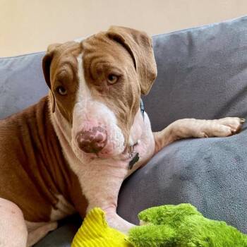 Pit Bull Terrier and American Staffordshire Terrier Dogs Available for Adoption in Richmond, Kentucky - Ruby | PetCurious