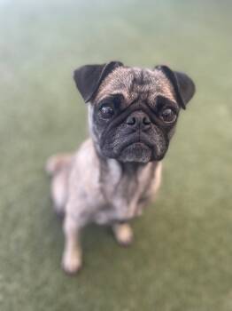 Rescue Pug Dogs for Adoption in Gardena, California - Esperanza | PetCurious