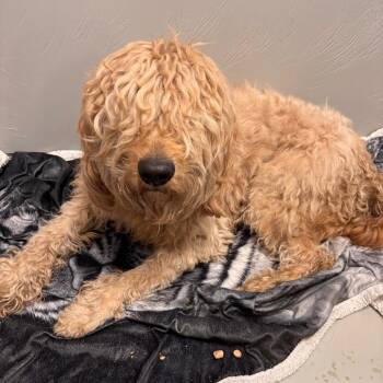 Chewy -  Retriever and Poodle Dog for Adoption in Allentown, Pennsylvania - Chewy | PetCurious