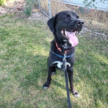 Arsenio -  Mixed Breed Dog for Adoption in Murray, Utah - Arsenio | PetCurious