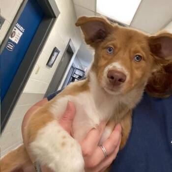 Sapphire -  Australian Shepherd and Husky Dog for Adoption in Dayton, Ohio - Sapphire | PetCurious