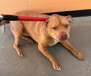 Pit Bull Terrier Dogs Available for Adoption - Pen 122c Vale | PetCurious