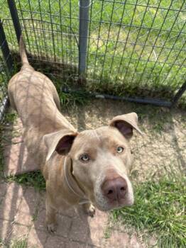Labrador Retriever and Mixed Breed Dogs Available for Adoption in Houston, Texas - BETTY BOO | PetCurious