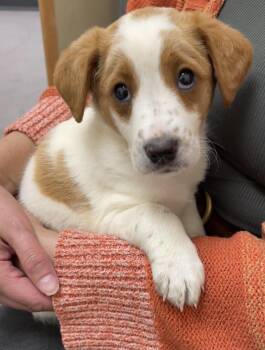 Margot -  Australian Cattle Dog Blue Heeler and Australian Shepherd Dog Available for Adoption - Margot | PetCurious