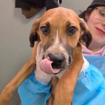 Mixed Breed Dogs Available for Adoption - Cheesecake | PetCurious