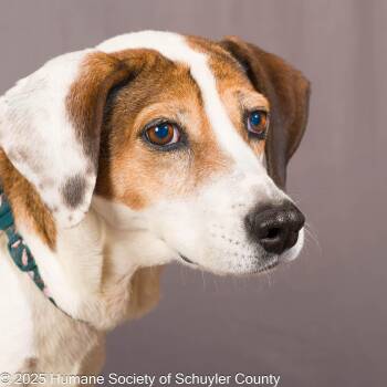 Rescue Hound Dogs for Adoption in Montour Falls, New York - Roxy | PetCurious