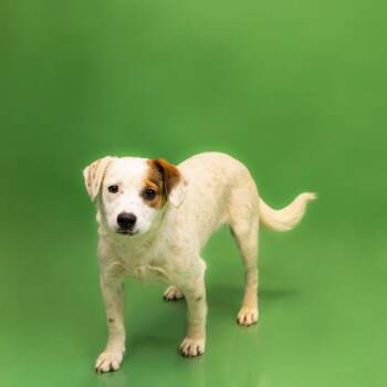 Pen 227c James -  Australian Cattle Dog Blue Heeler and Beagle Dog for Adoption in Lawrenceville, Georgia - Pen 227c James | PetCurious