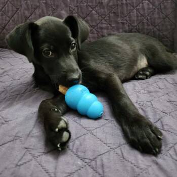 Sable -  Black Labrador Retriever and Mixed Breed Dog for Adoption in Fort Collins, Colorado - Sable | PetCurious