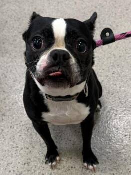 Solene -  Boston Terrier and Mixed Breed Dog for Adoption in Fishers, Indiana - Solene | PetCurious