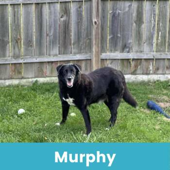 Rescue Mixed Breed Dogs for Adoption - Murphy | PetCurious