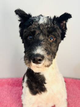 Flower -  Miniature Schnauzer and Poodle Dog for Adoption in Meherrin, Virginia - Flower | PetCurious