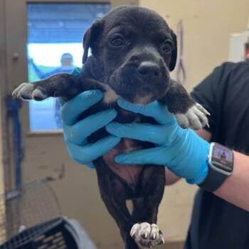 Maple -  Pit Bull Terrier Dog for Adoption in Birmingham, Alabama - Maple | PetCurious