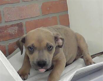Staffordshire Bull Terrier and Mixed Breed Dogs Available for Adoption in Houston, Texas - A2067874 | PetCurious