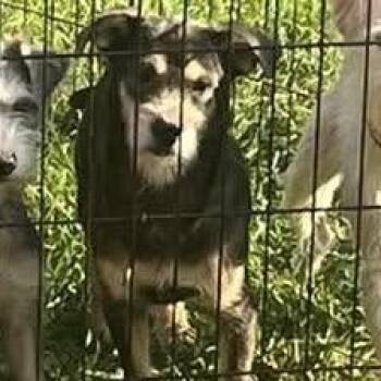 Mo -  Terrier Dog for Adoption in Prospect, Kentucky - Mo | PetCurious