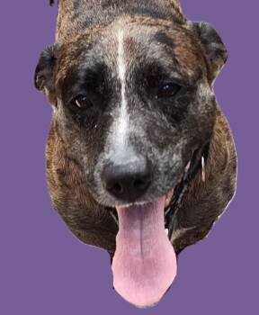 Rescue Basset Hound and Catahoula Leopard Dog Dogs for Adoption in Savannah, Georgia - Nugget | PetCurious