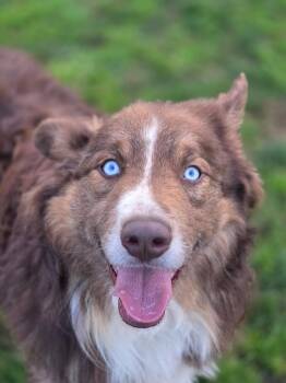 Australian Shepherd Dogs Available for Adoption - Rocky | PetCurious