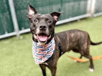 Kingston -  Mixed Breed Dog for Adoption in New York, New York - Kingston | PetCurious