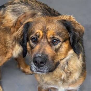 SASSY -  Saint Bernard and Mixed Breed Dog for Adoption in St. Louis, Missouri - SASSY | PetCurious