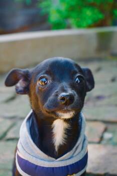 Chiweenie Dogs Available for Adoption in San Diego, California - Otter | PetCurious