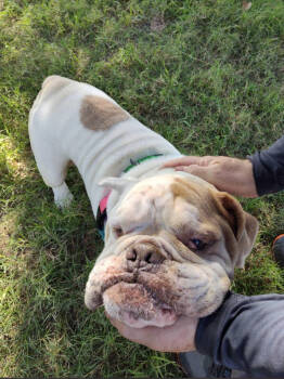 Rescue English Bulldog Dogs for Adoption in Austin, Texas - Zen | PetCurious