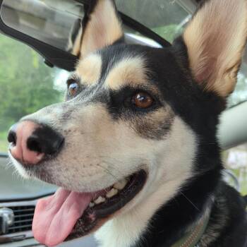 Balto -  Husky Dog for Adoption in Lynchburg, Virginia - Balto | PetCurious